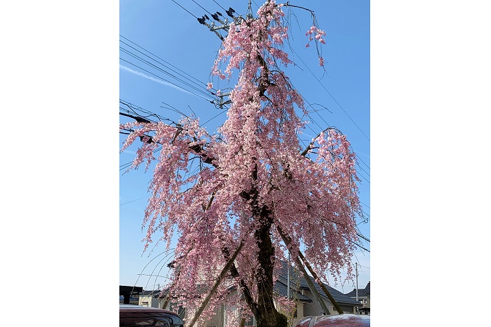 ギャラリー写真