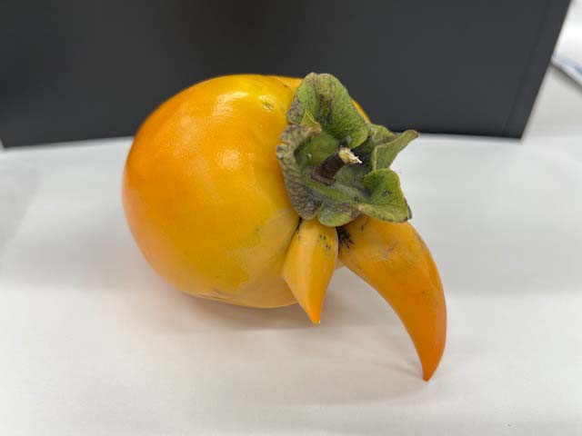 ギャラリー写真