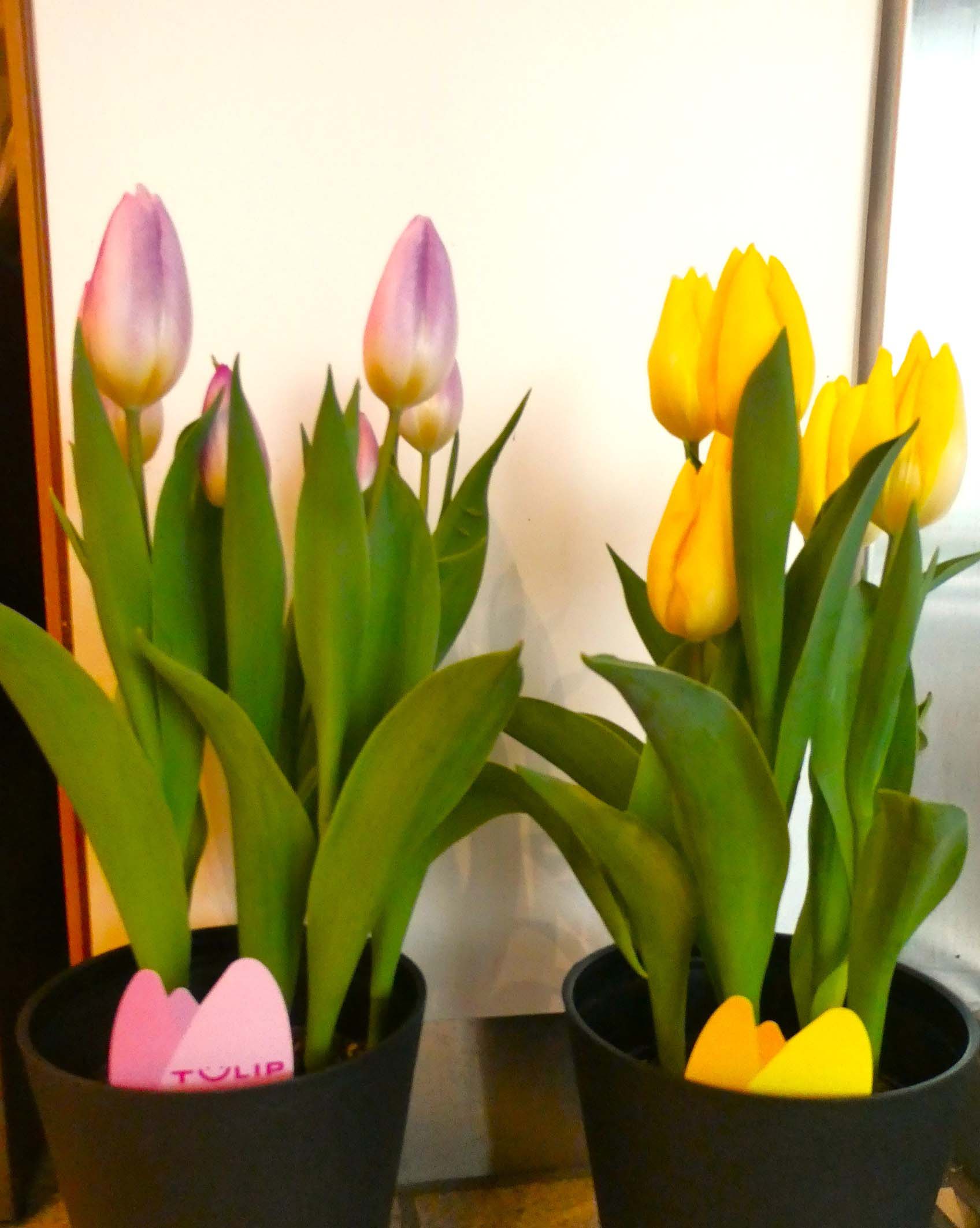 ギャラリー写真