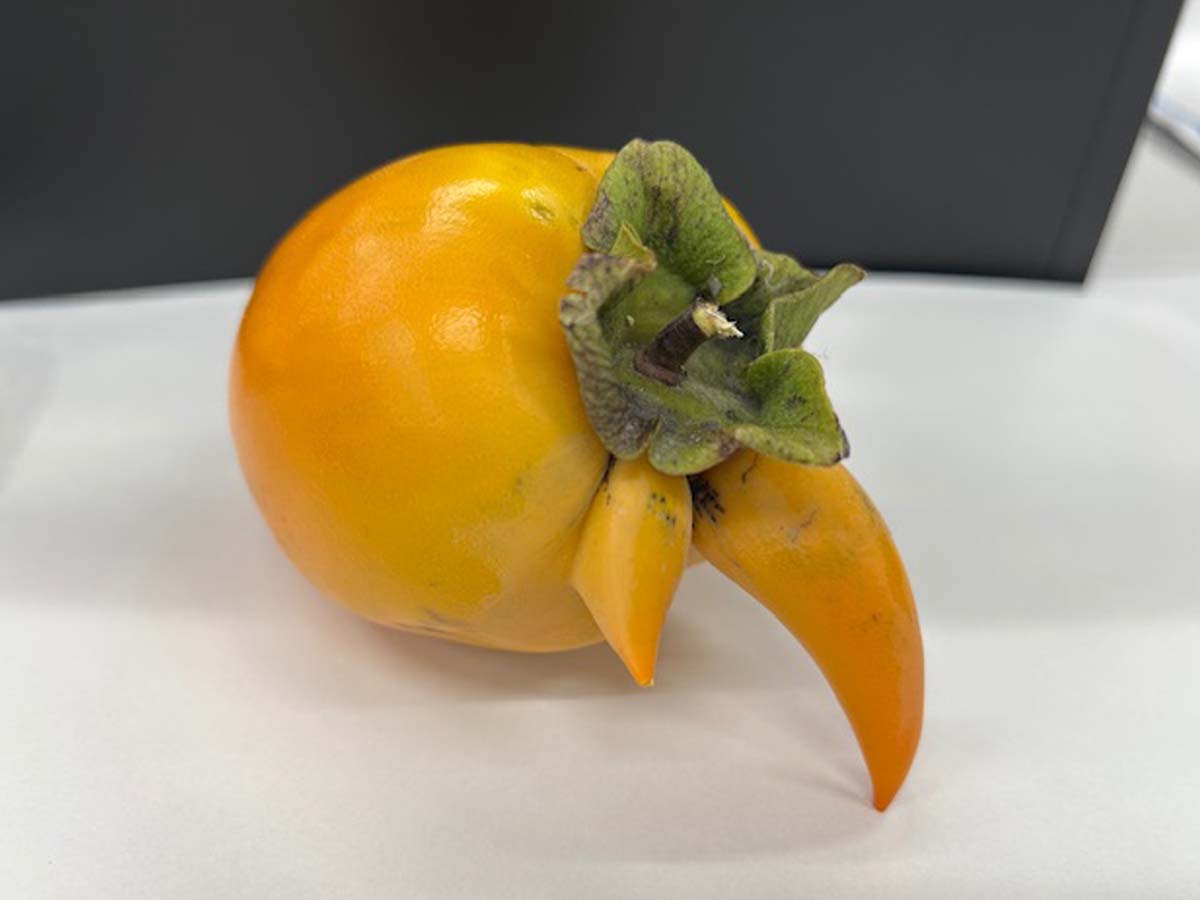 ギャラリー写真