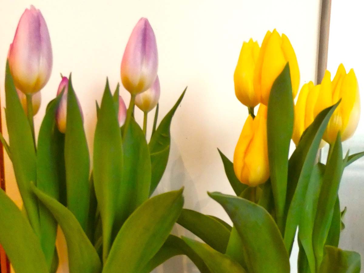 ギャラリー写真